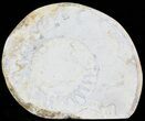Cut and Polished Lower Jurassic Ammonite - England #62563-1